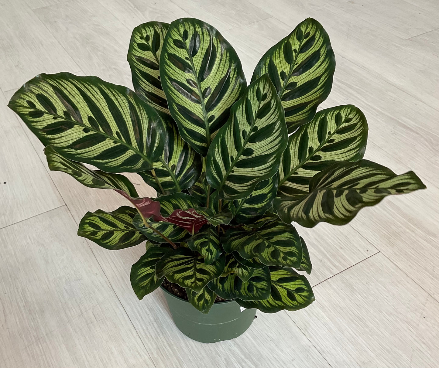 Calathea Makoyana 6”