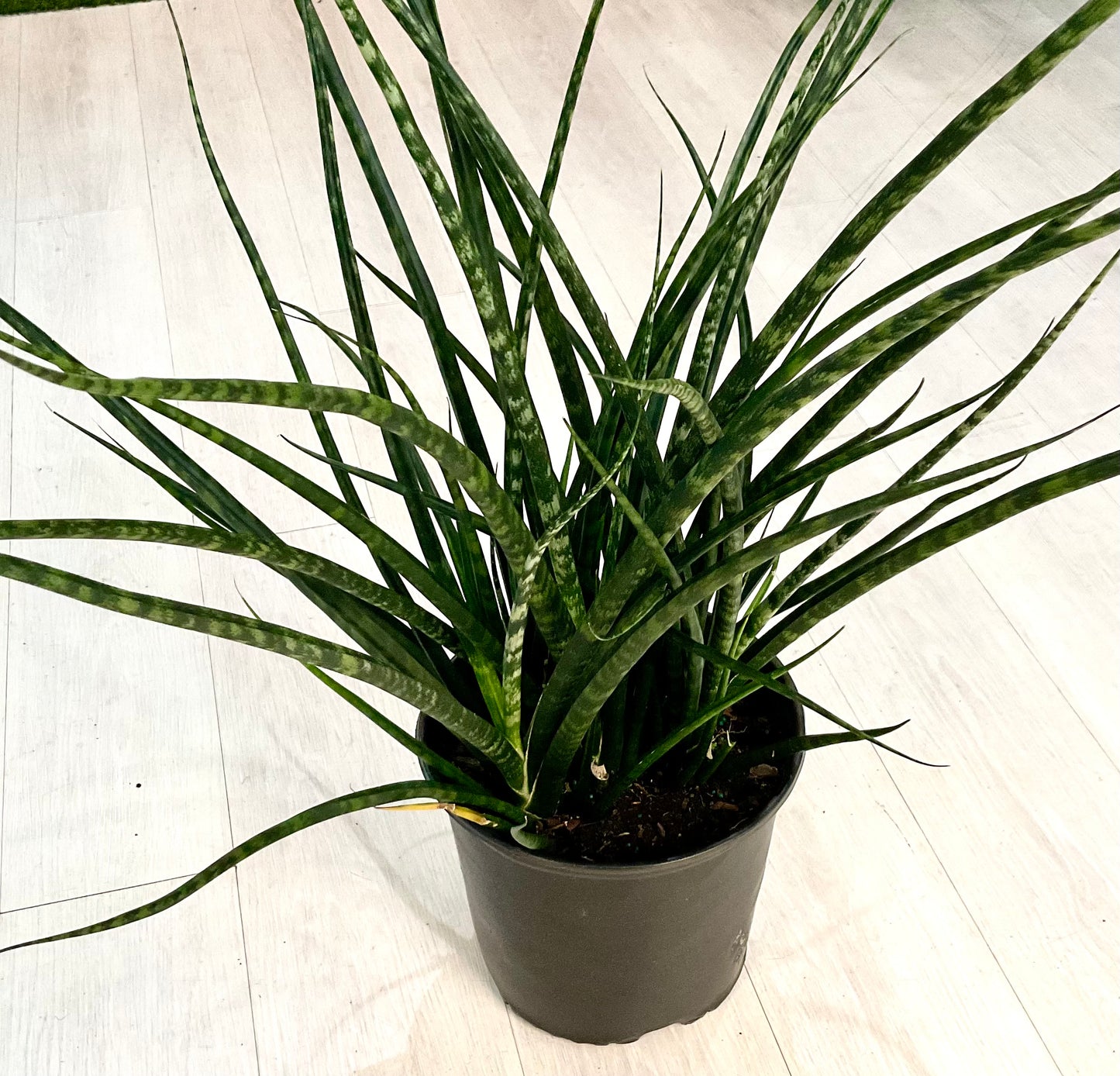 Snake Plant- Fernwood 10”