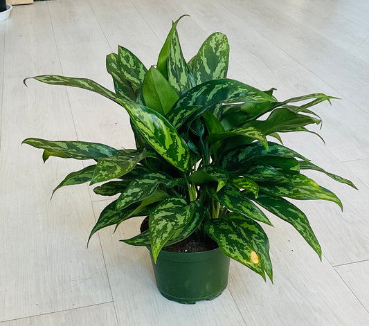 Aglaonema Maria 6”