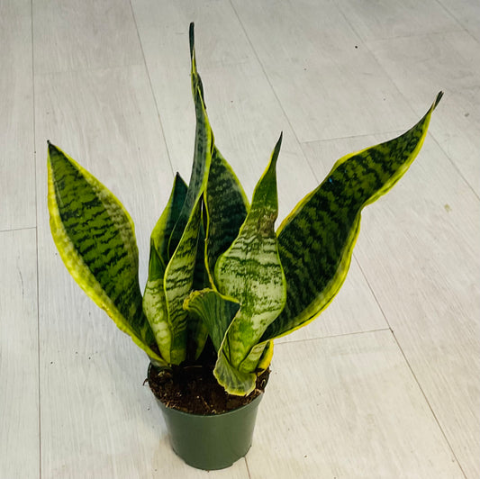 Snake Plant 4”