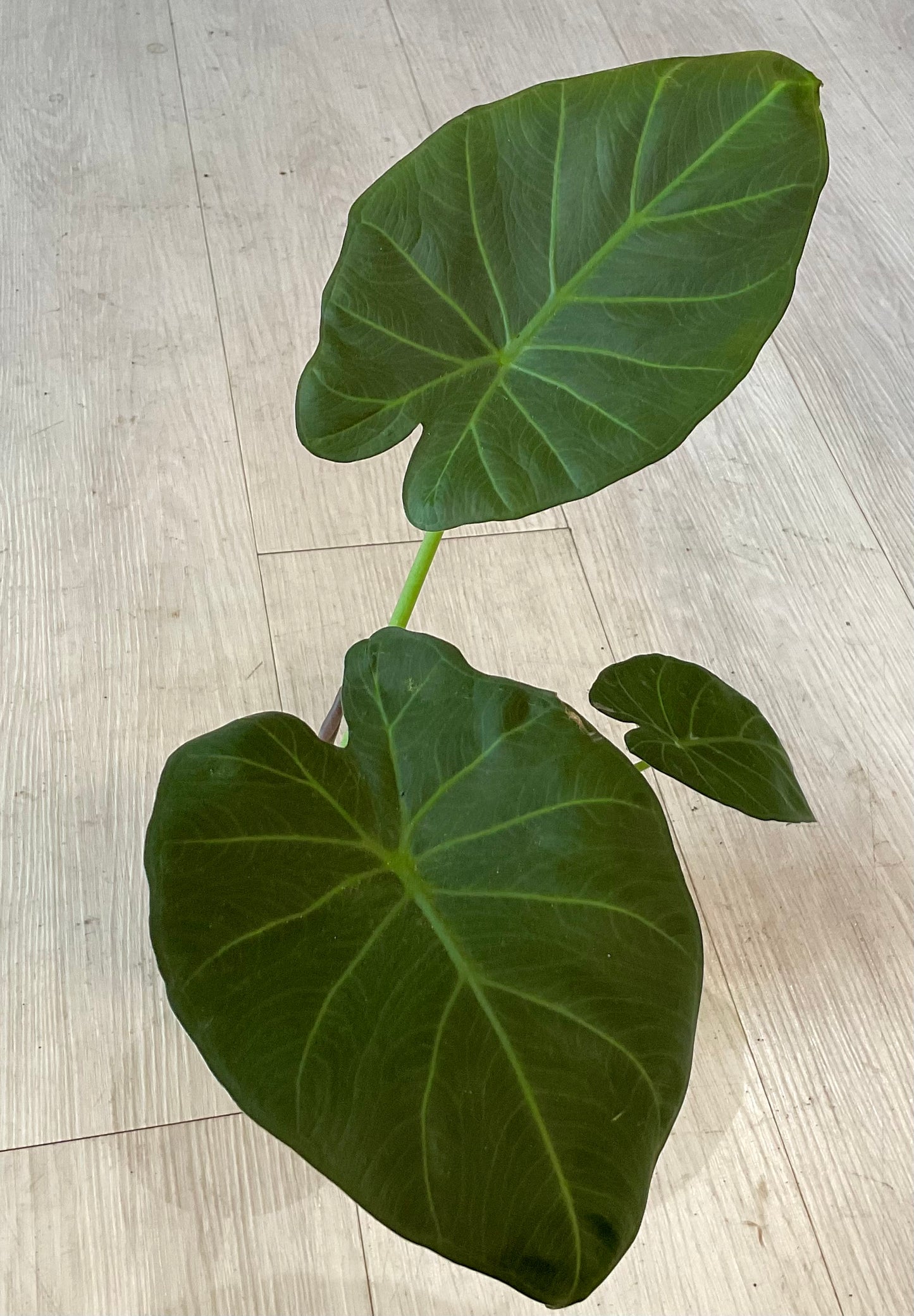 Alocasia Regal Shield 4"