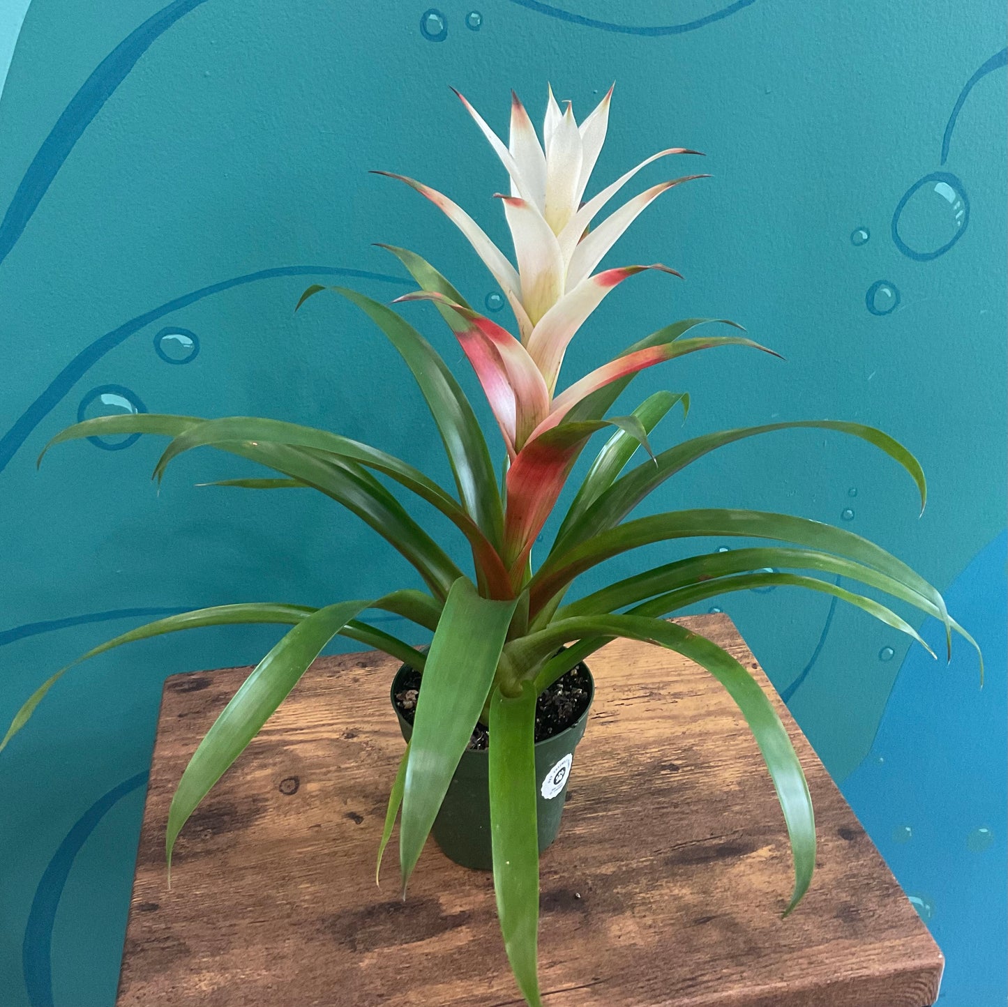 Bromeliad 4”