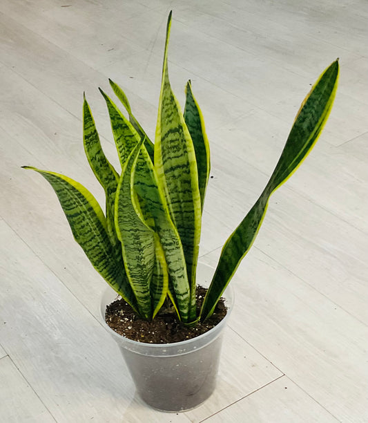 Snake Plant 8”