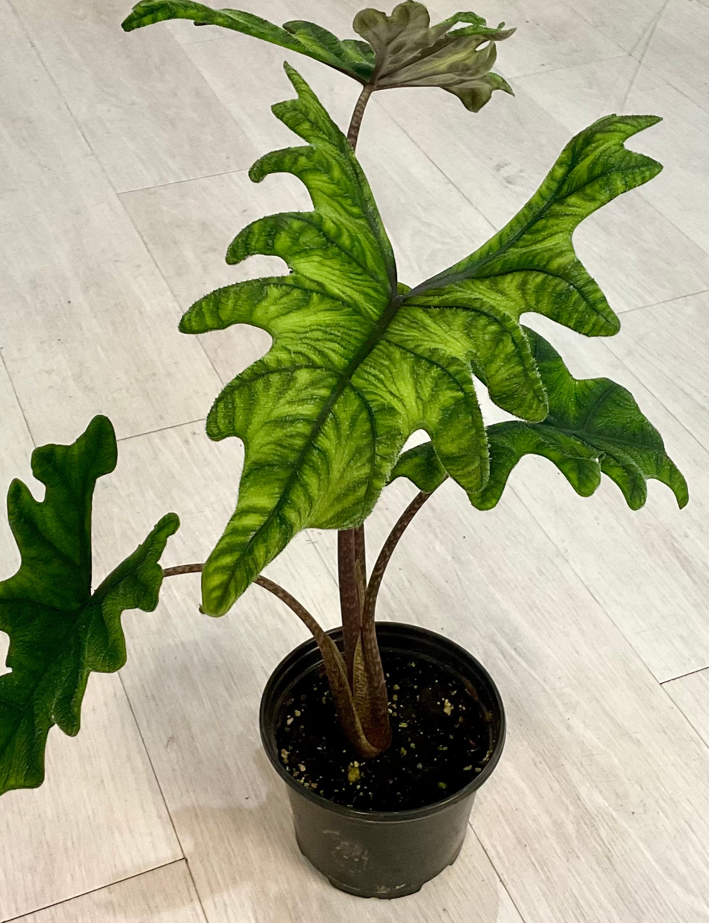 Alocasia Jacklyn 6"