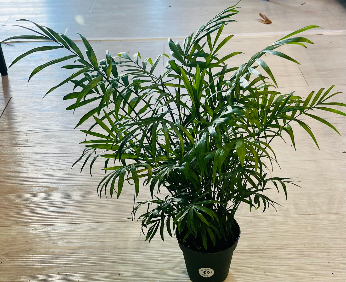 Neanthe Bella Palm 4”