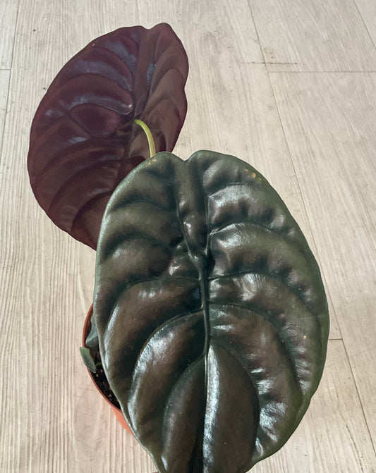 Alocasia Cuprea Red 6”