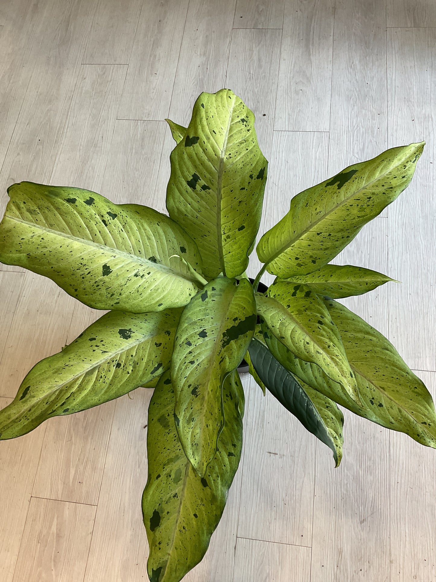 Dieffenbachia Camo 8"