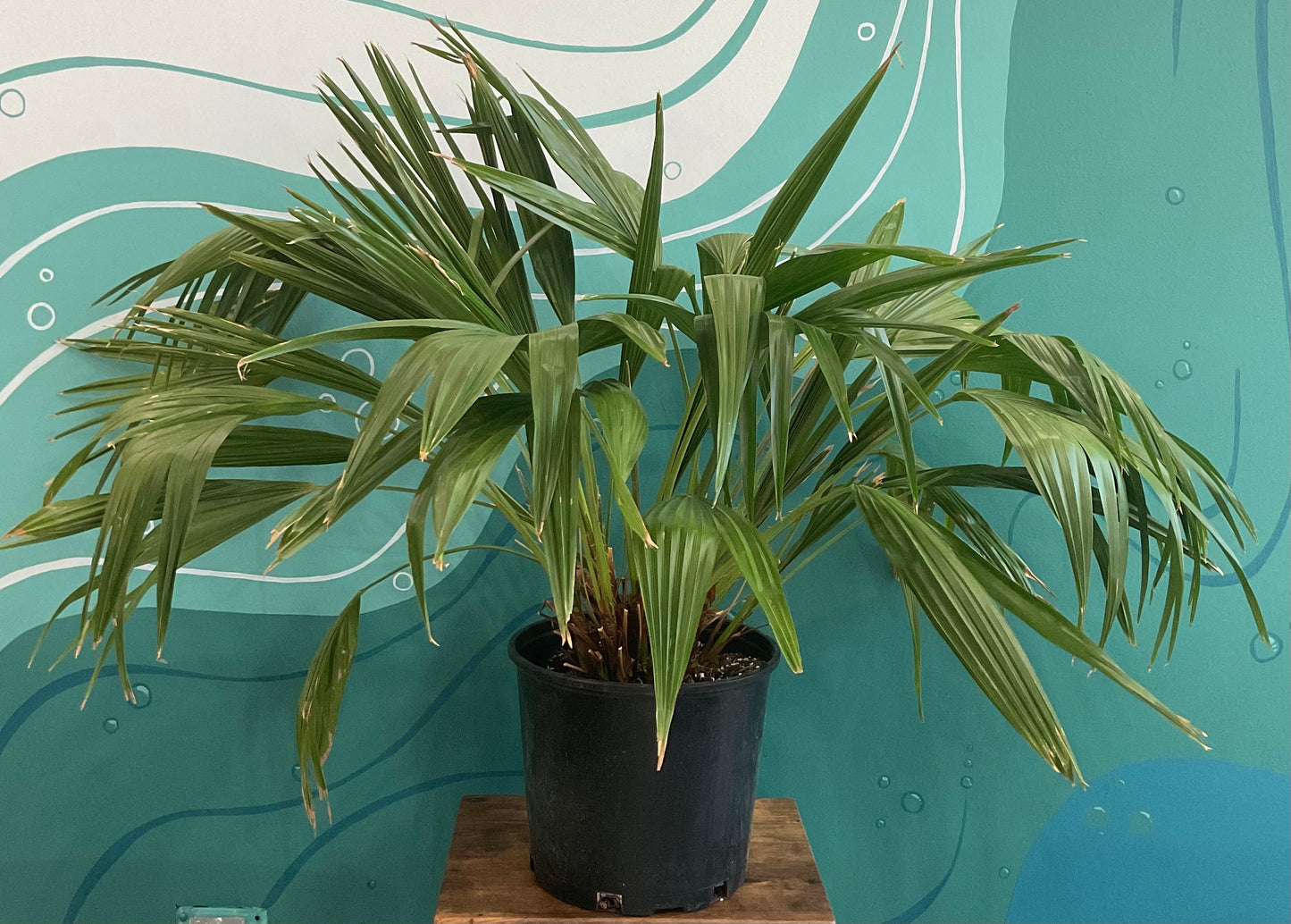 Chinese Fan Palm 10”