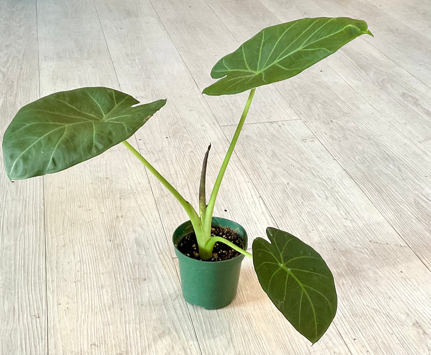 Alocasia Regal Shield 4"