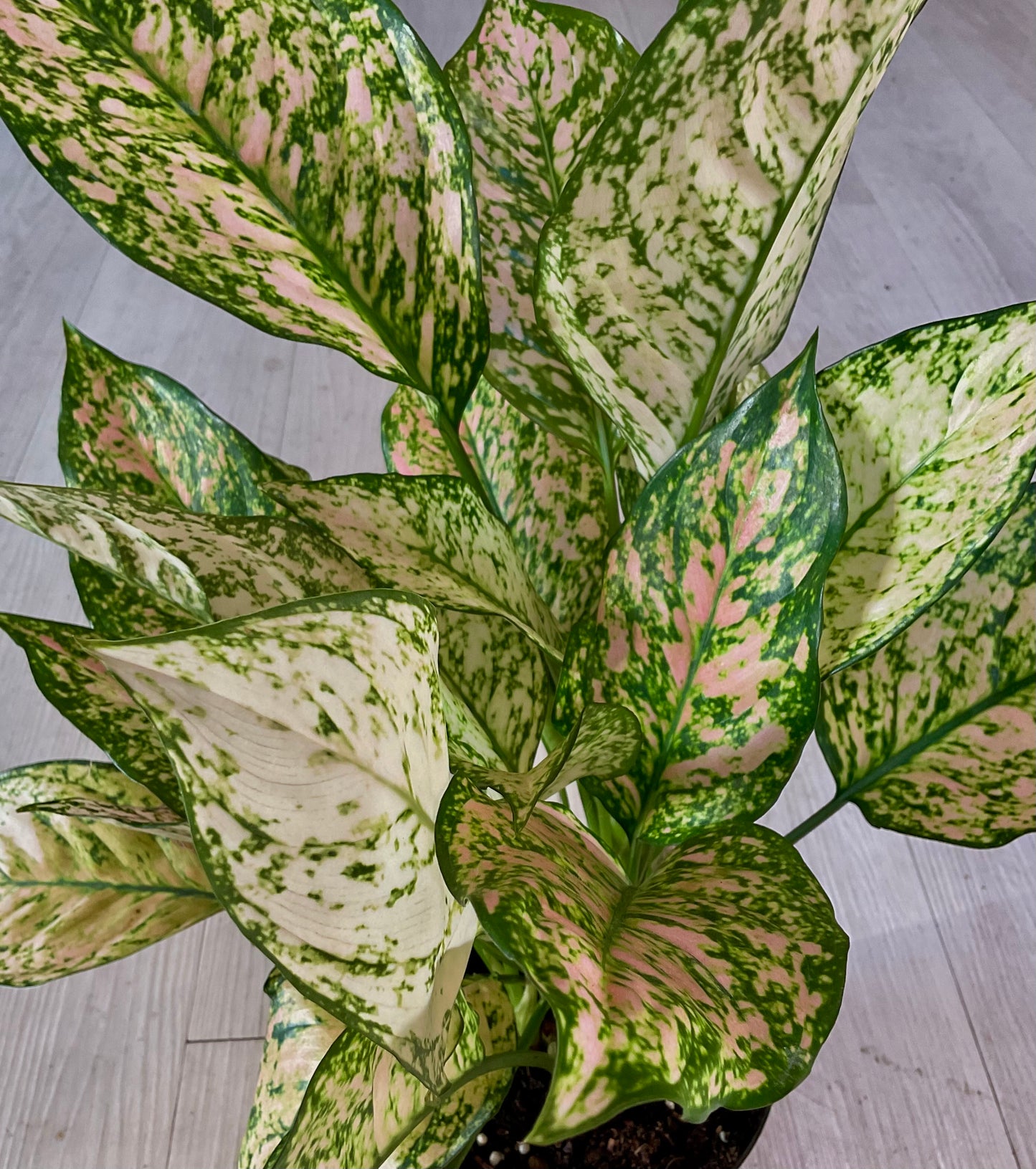 Aglaonema Etta Rose 6"