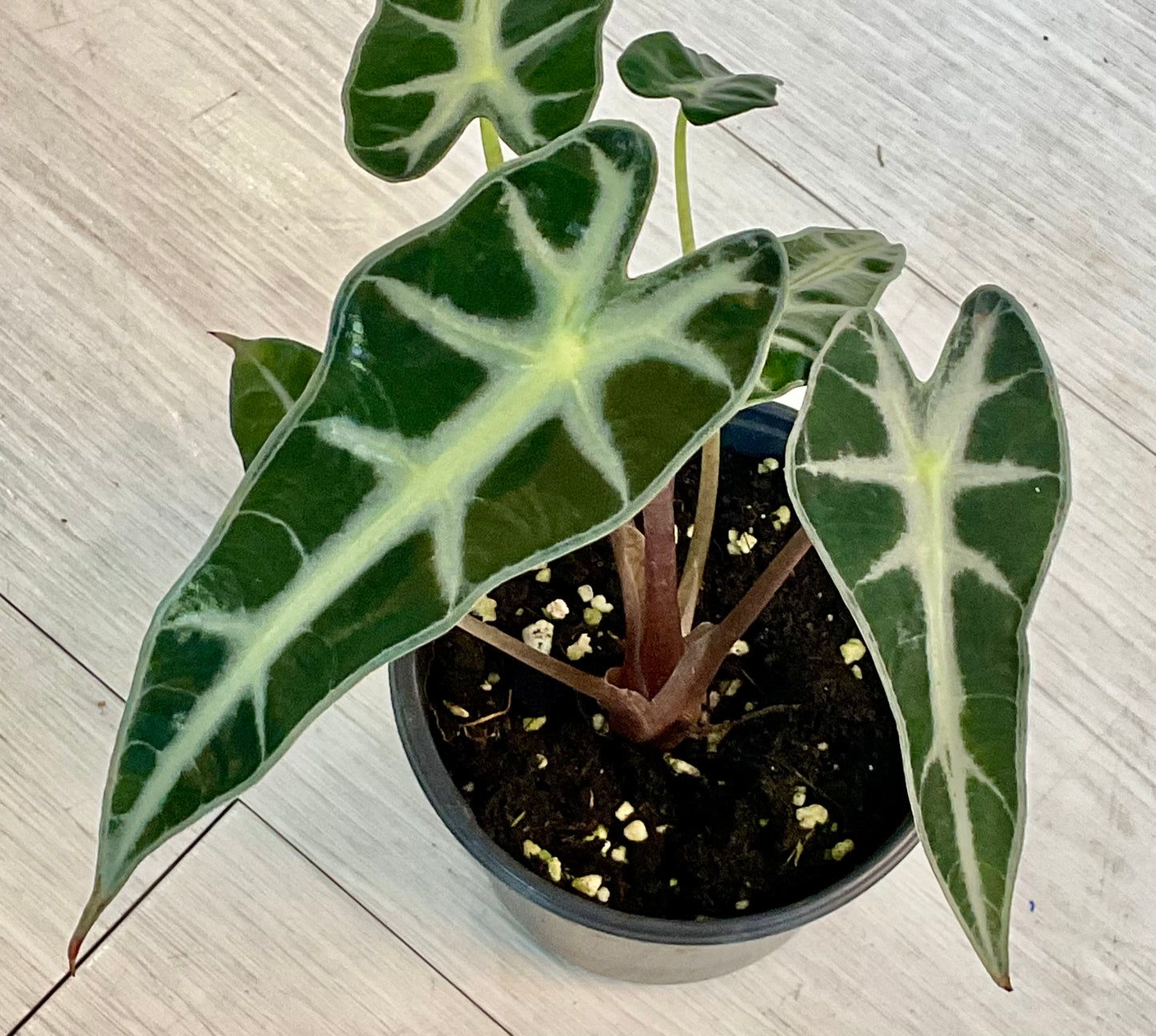 Alocasia Polly 4"