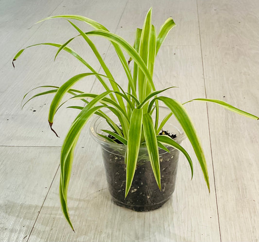 Spider Plant 4”