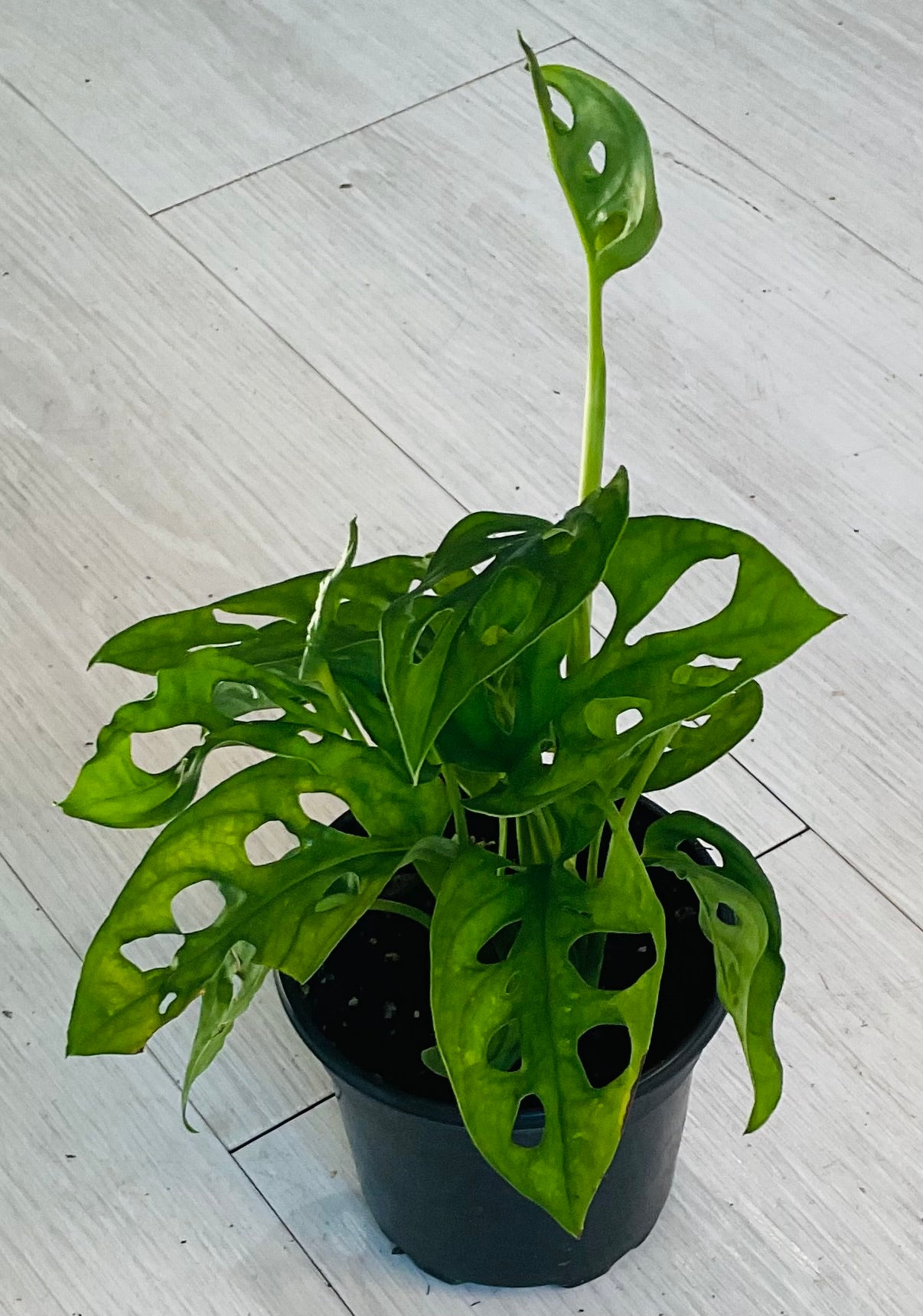 Monstera Adansonii 4"