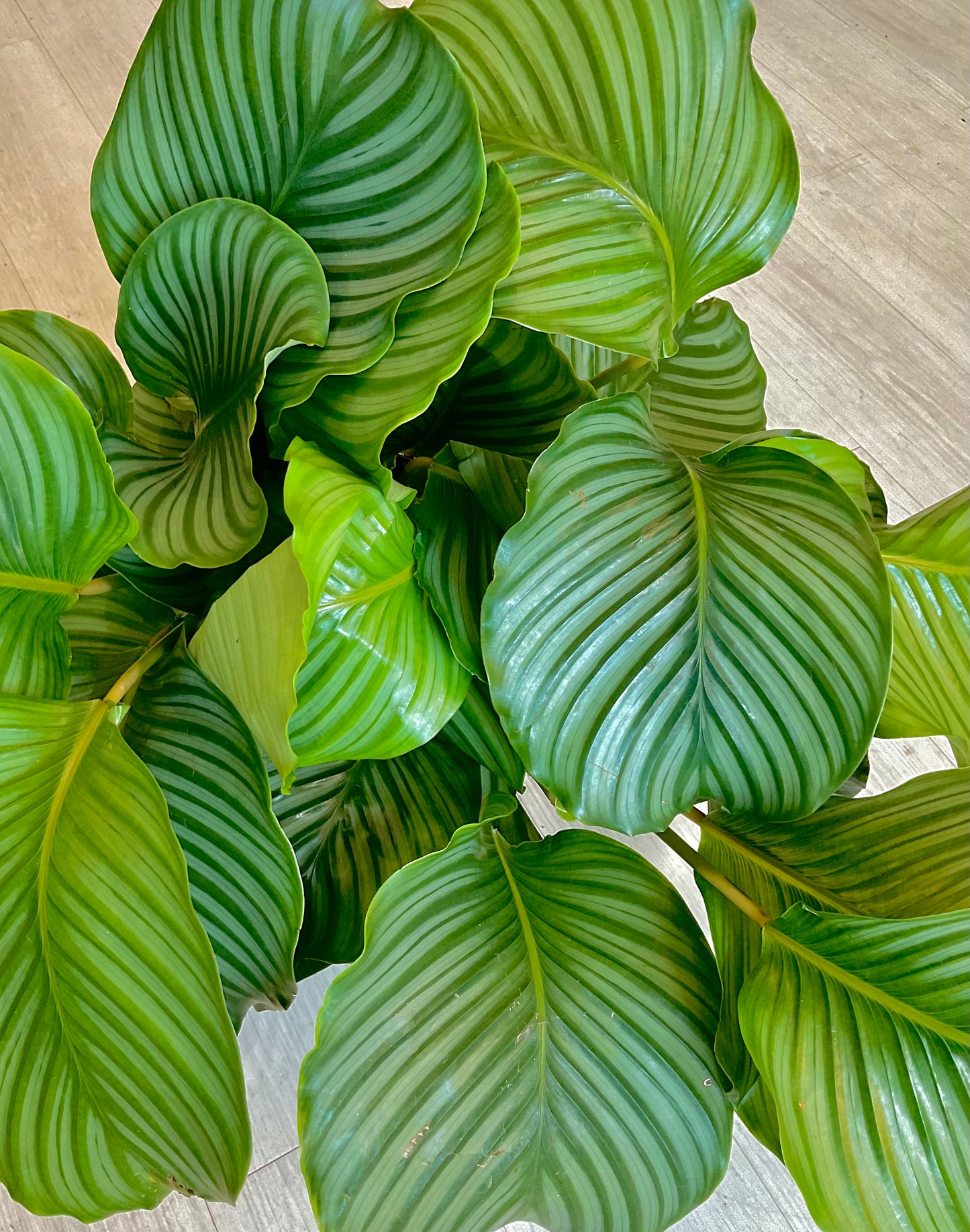 Calathea Orbifolia 10”