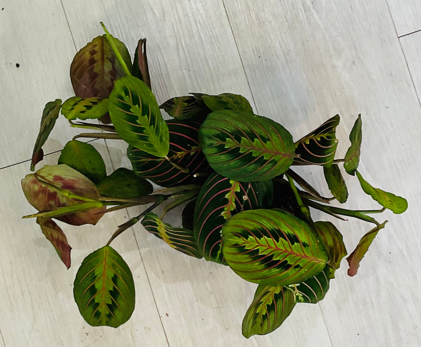 Prayer Plant Red 4”