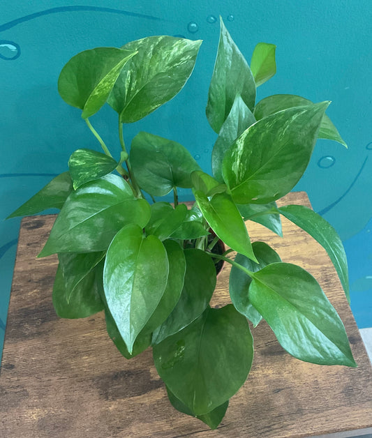 Pothos Jade 4”