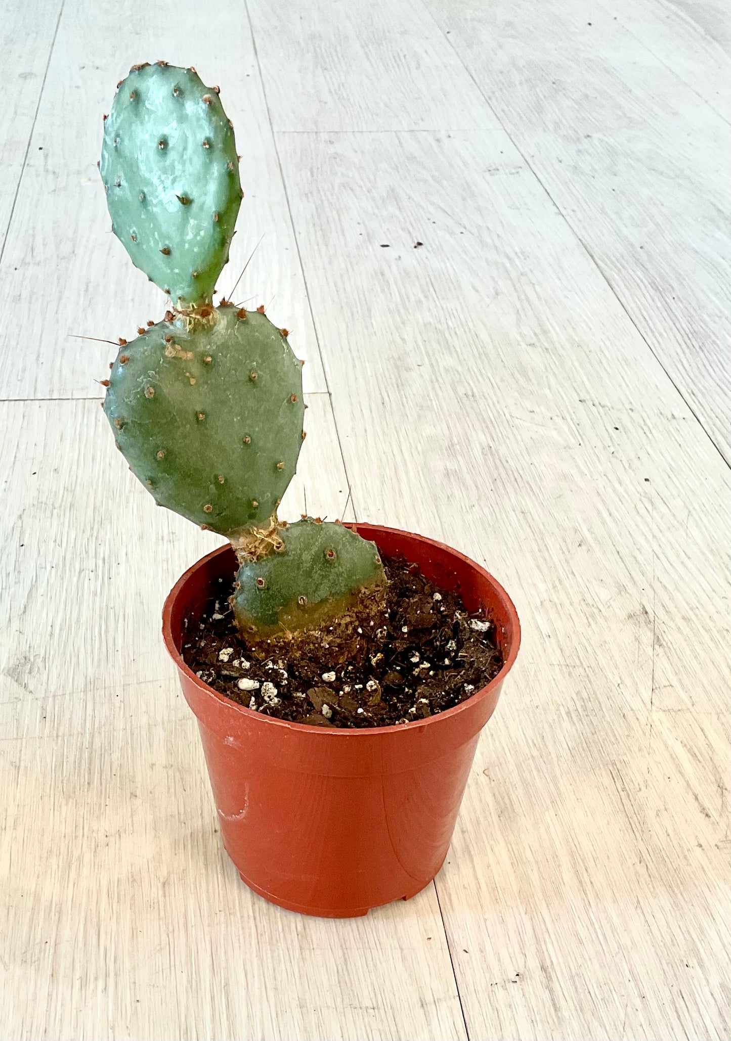 Cactus 4"