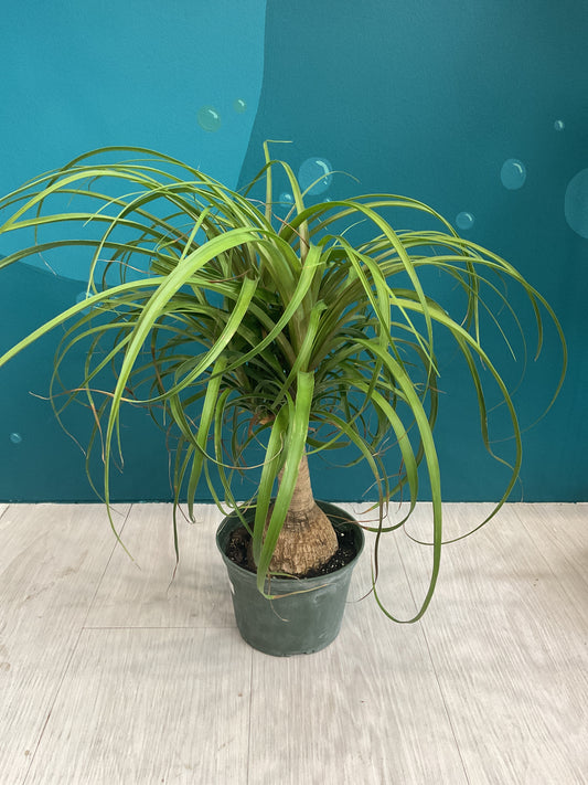 Ponytail Palm 6"