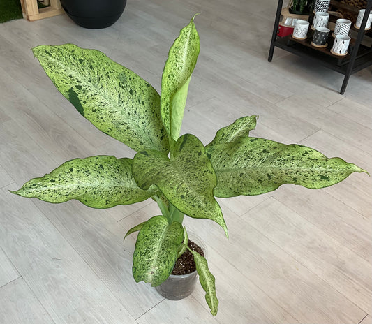 Dieffenbachia Camo 6”