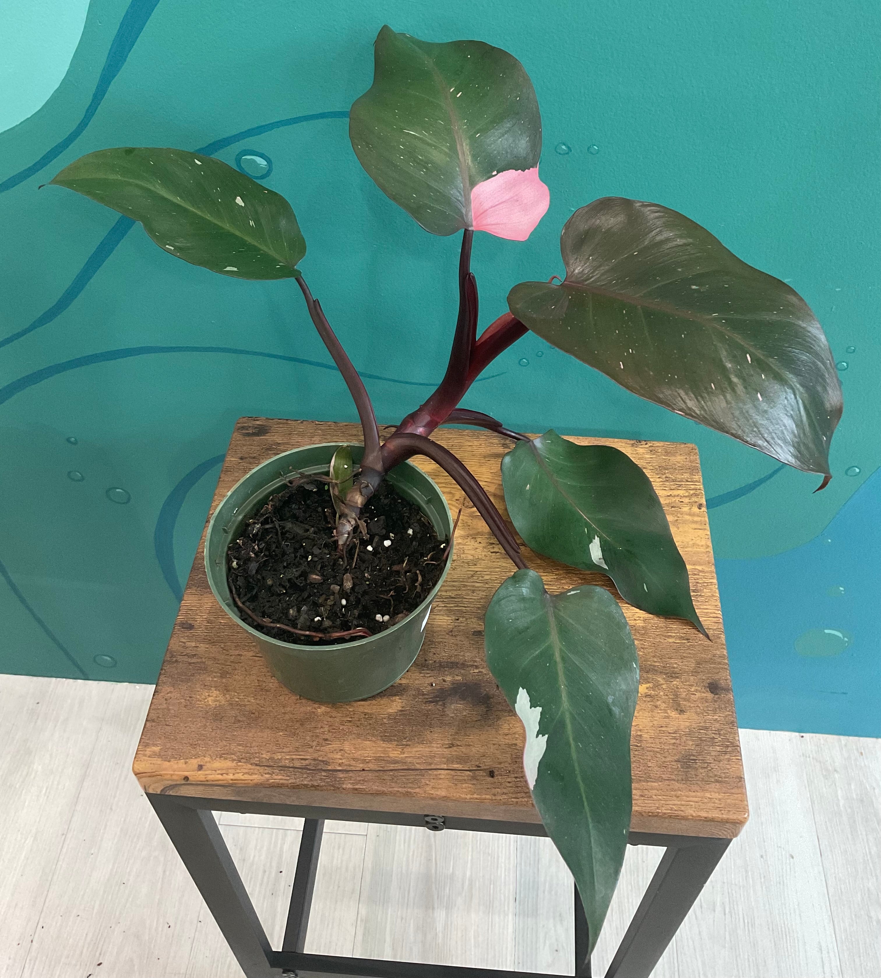 Philodendron Pink Princess 6” – SoCal Soul Plants & Gifts