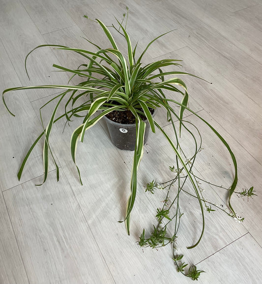 Spider Plant 8”