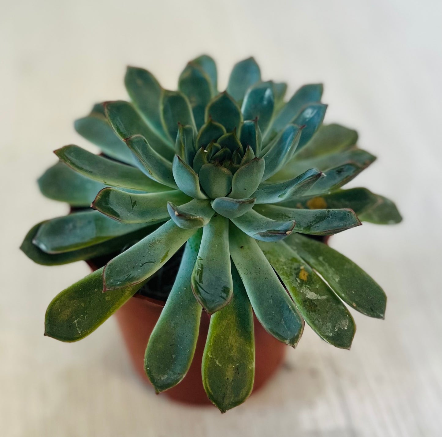 Succulents - Assorted 4"