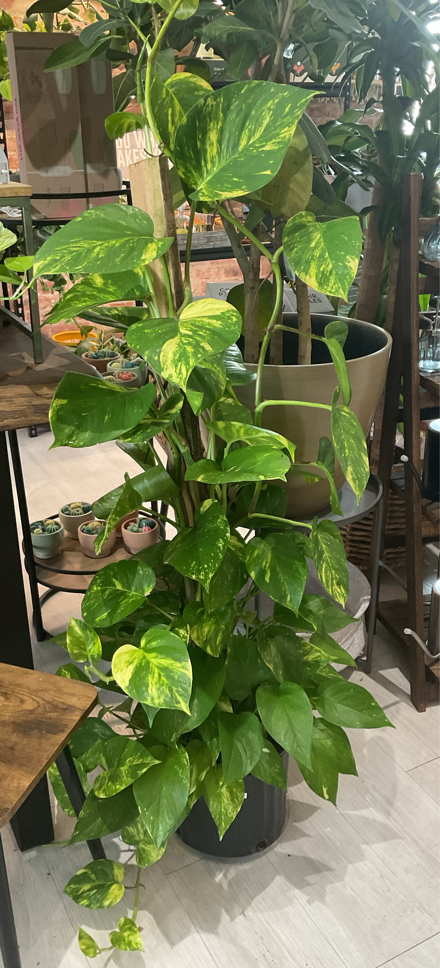 Pothos Golden 10”