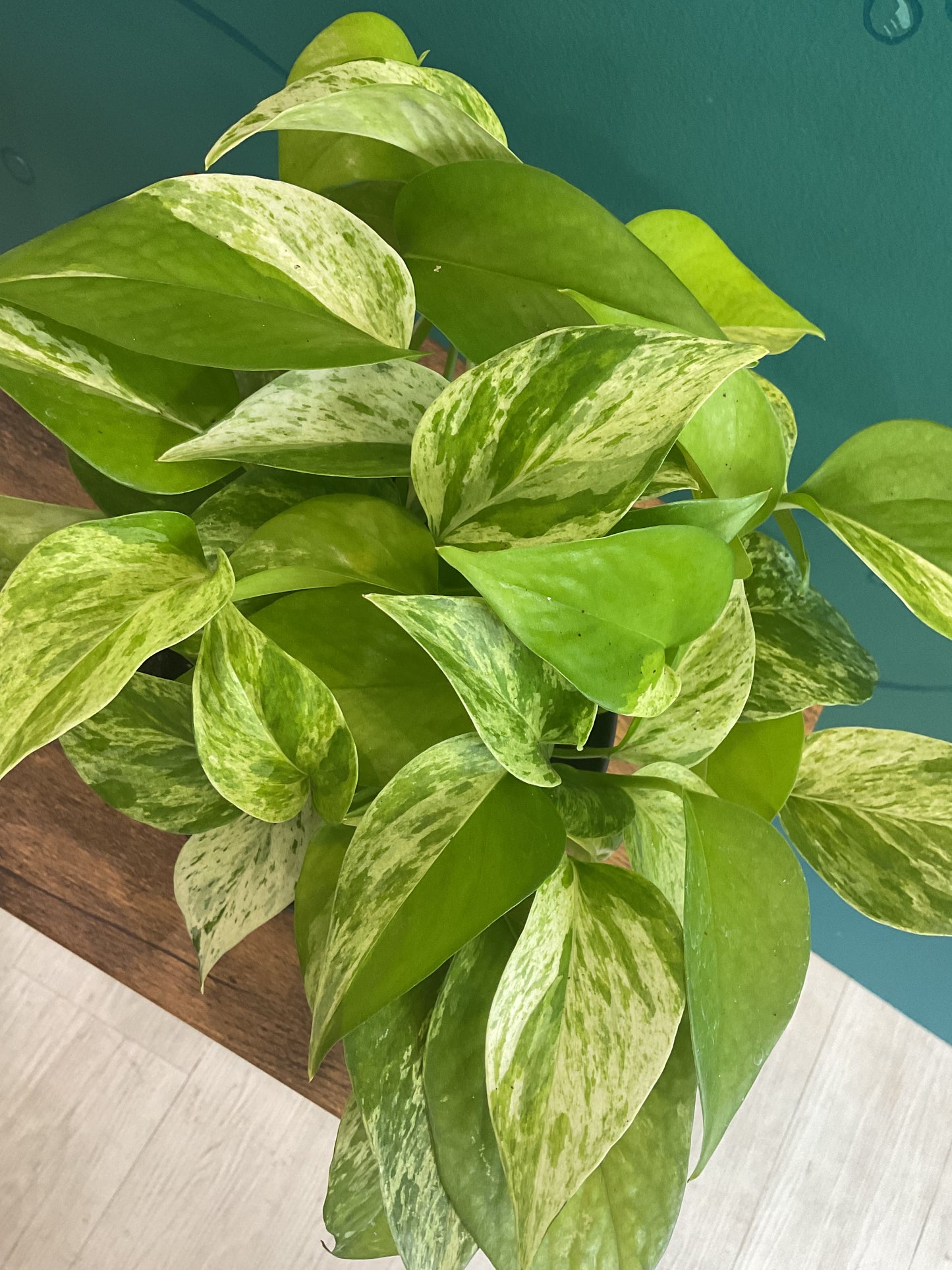 Pothos Marble Queen 6”