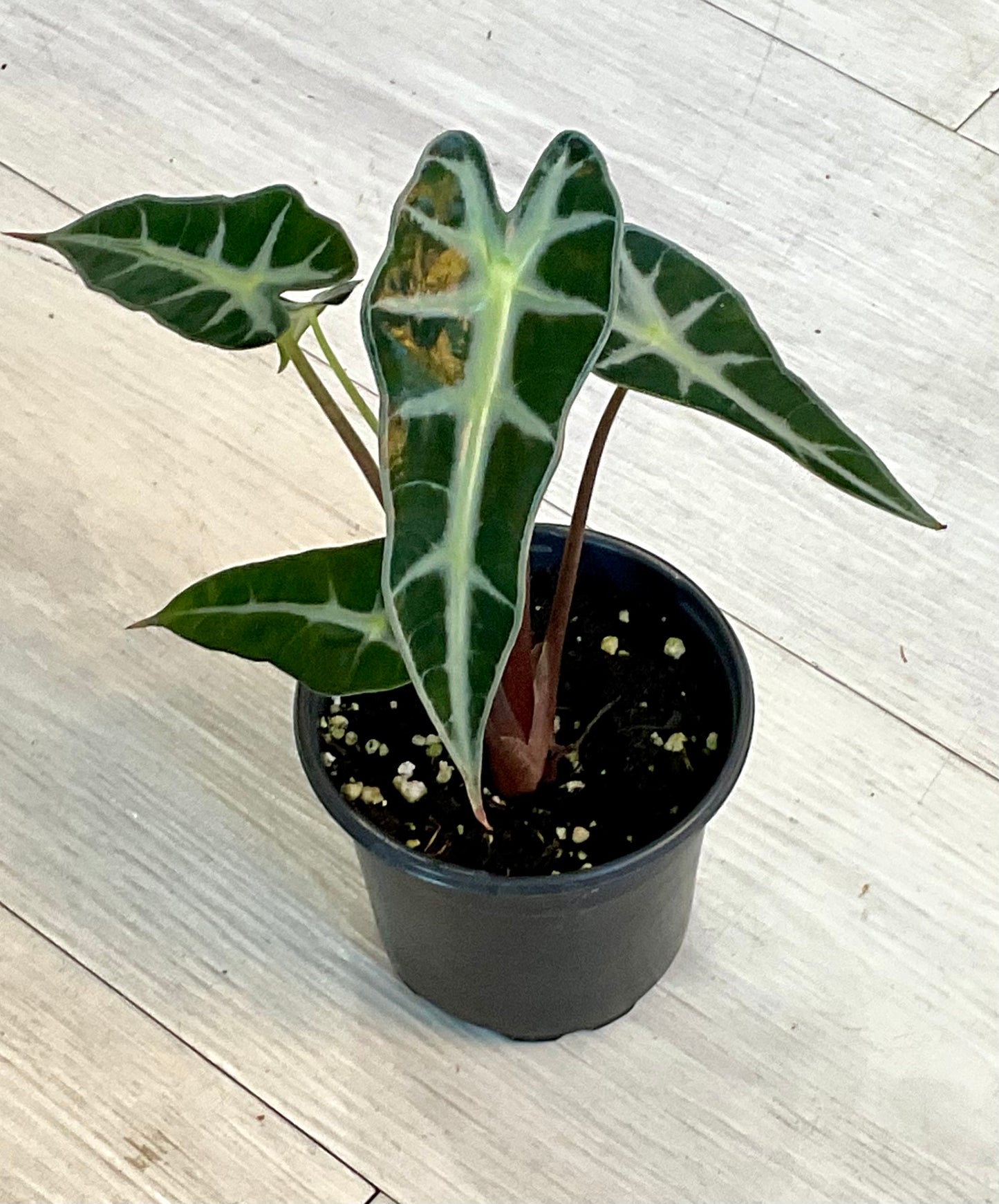 Alocasia Polly 4"