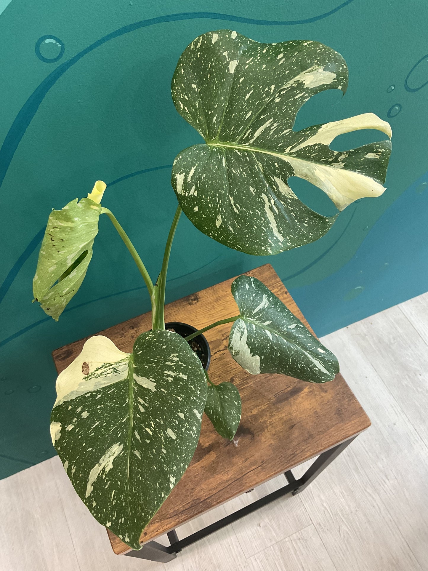 Monstera Thai Constellation 4”