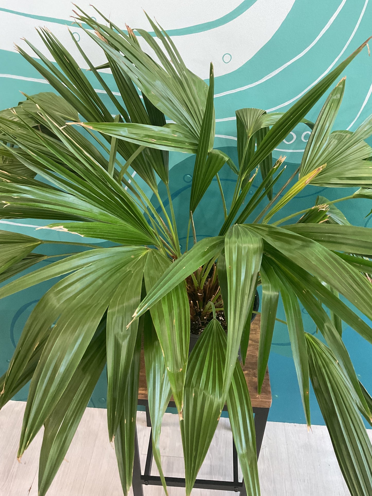 Chinese Fan Palm 10”