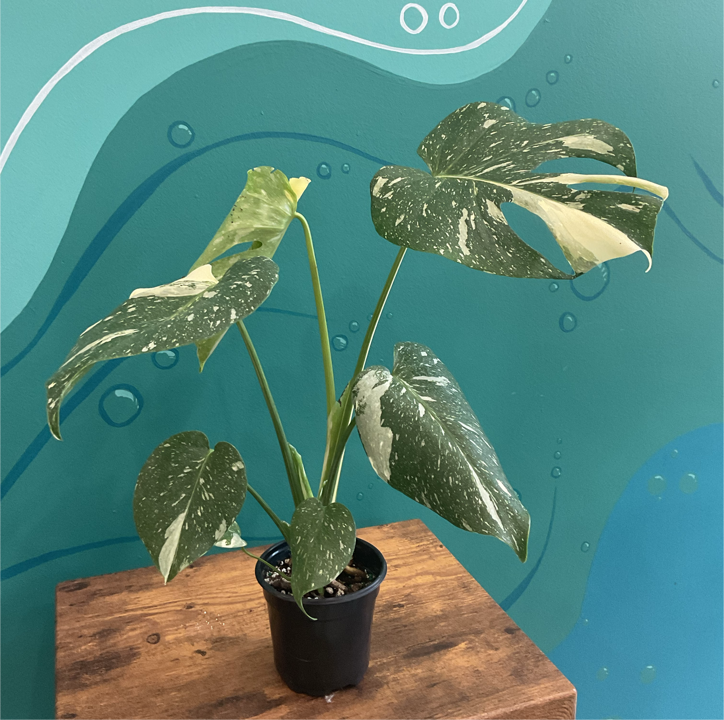 Monstera Thai Constellation 4”