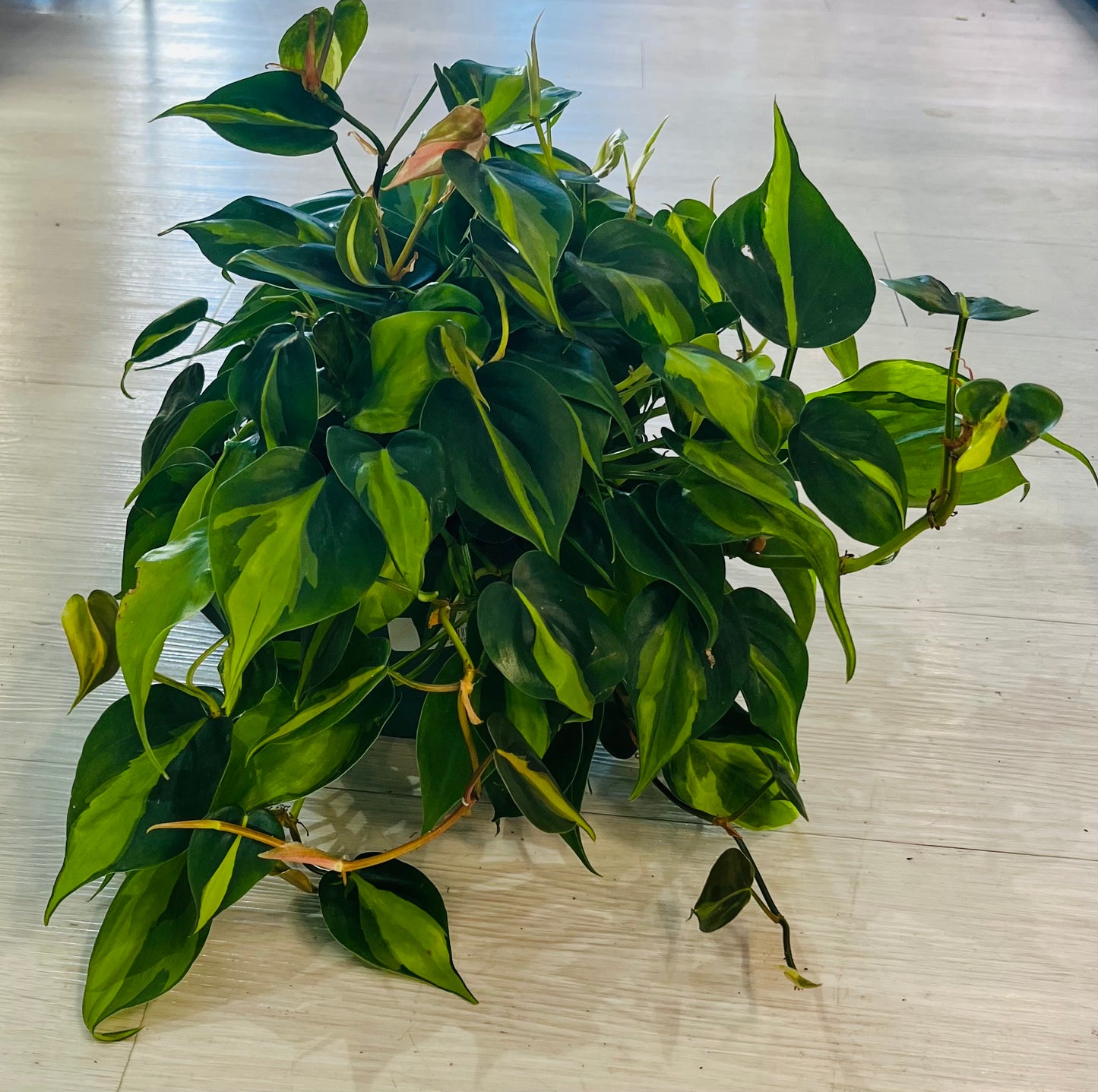 Philodendron Brasil 6”