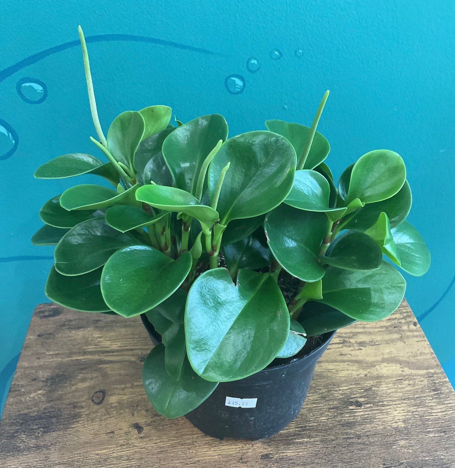 Peperomia 6”