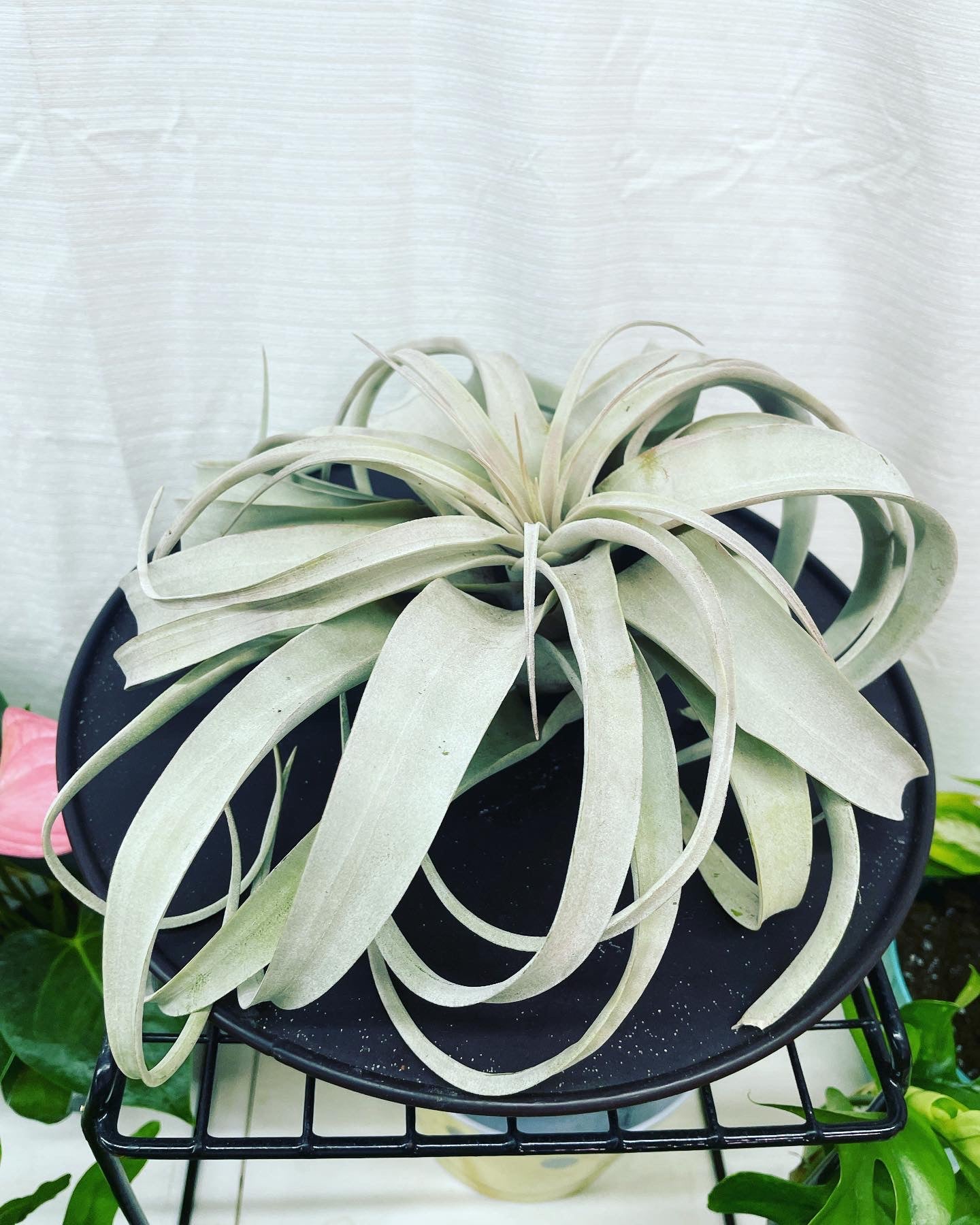 Airplants