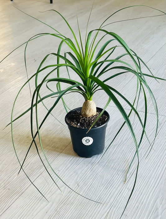 Ponytail Palm 4”