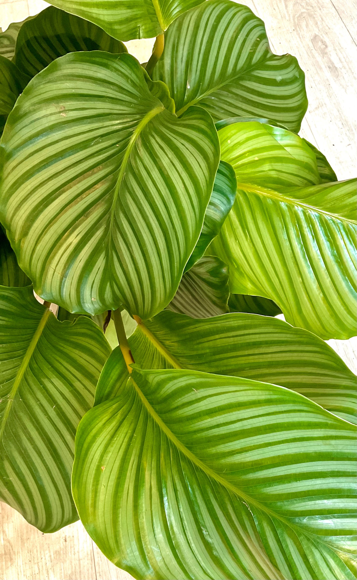 Calathea Orbifolia 10”