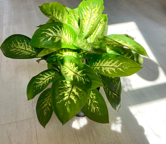 Dieffenbachia Dumb Cane 8”