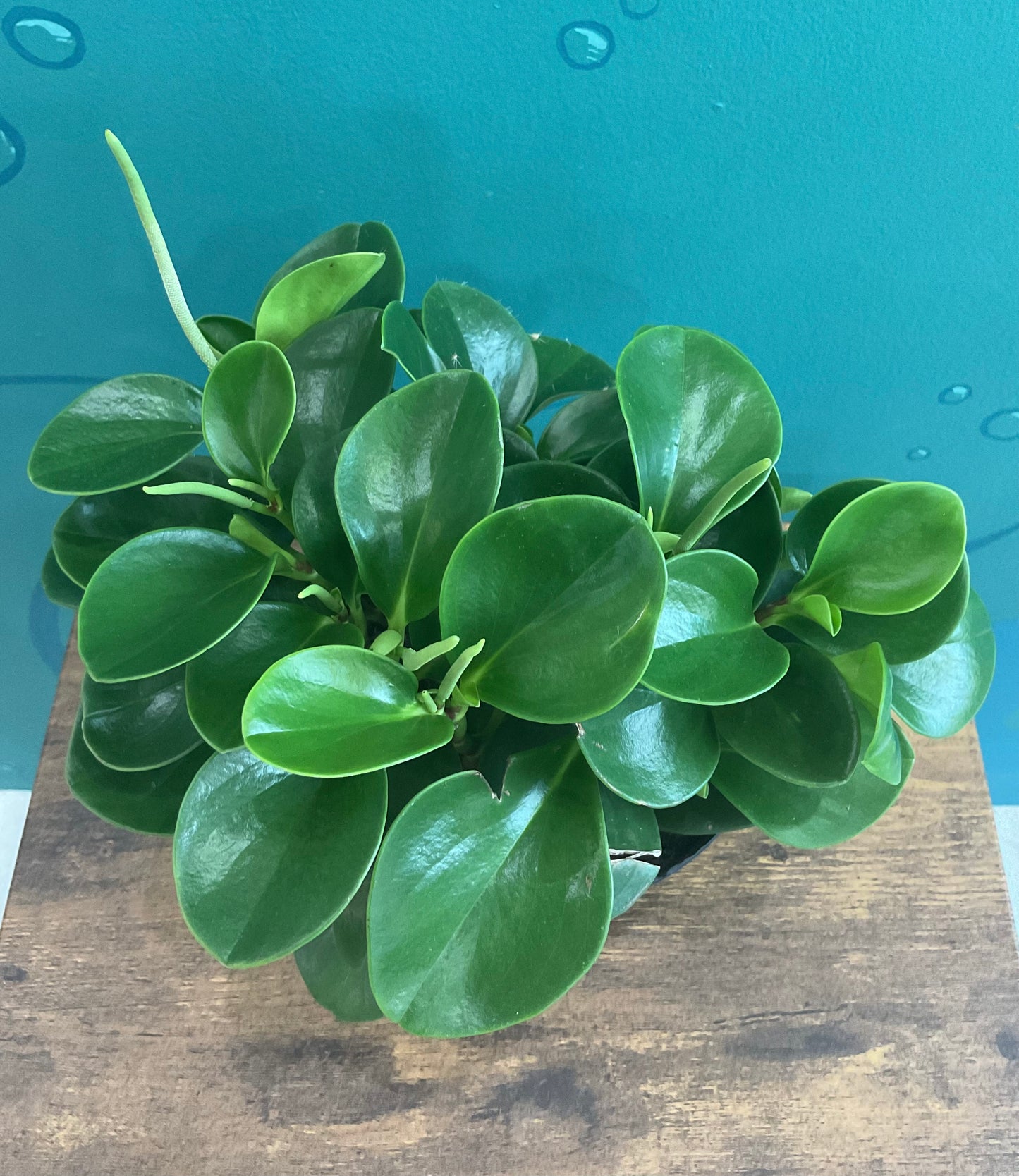 Peperomia 6”