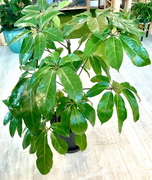 Schefflera Amate 10"