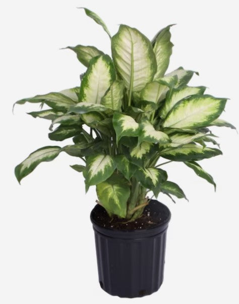 Dieffenbachia Camille 6"