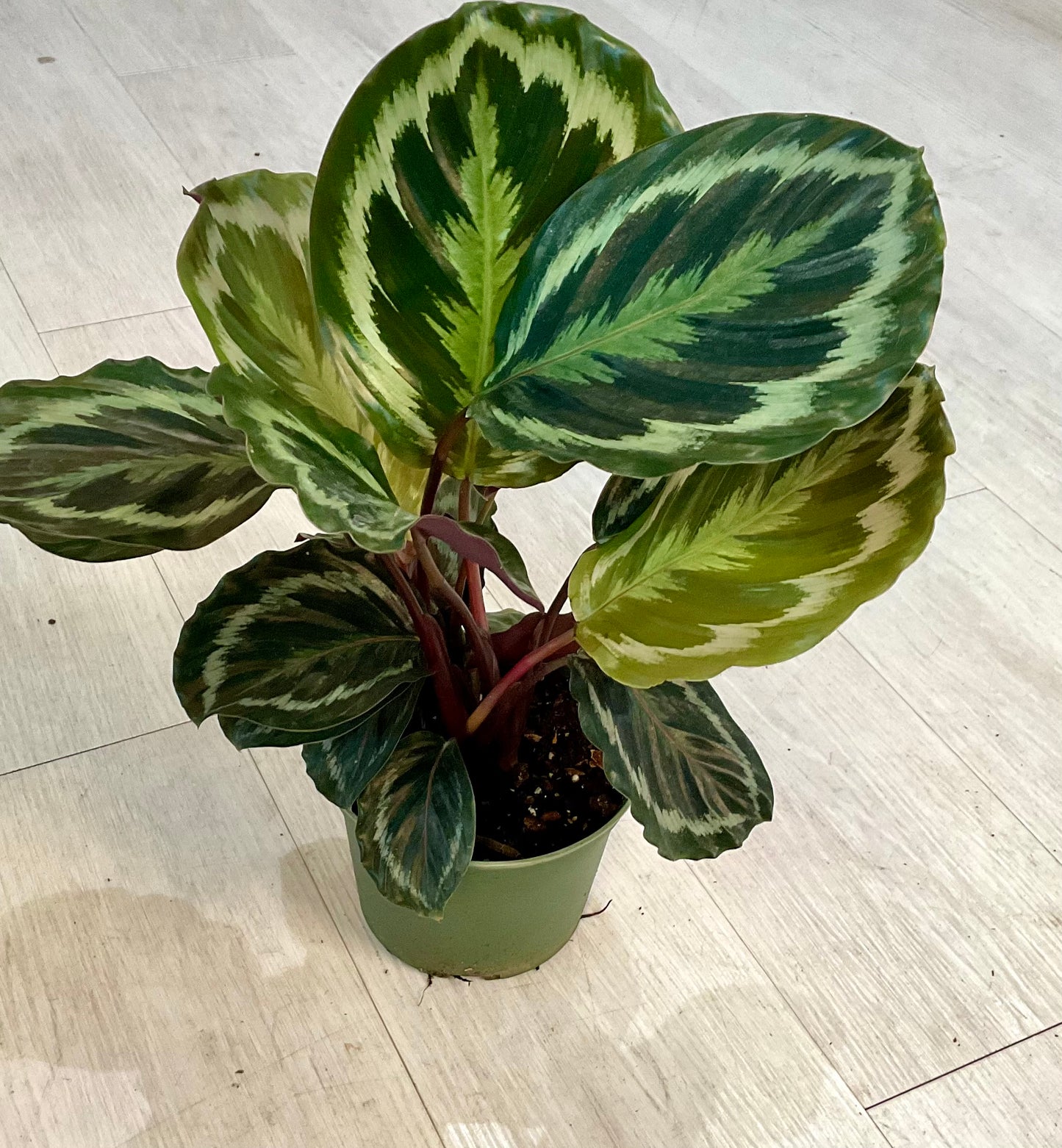 Calathea Roseopicta Dottie 6”