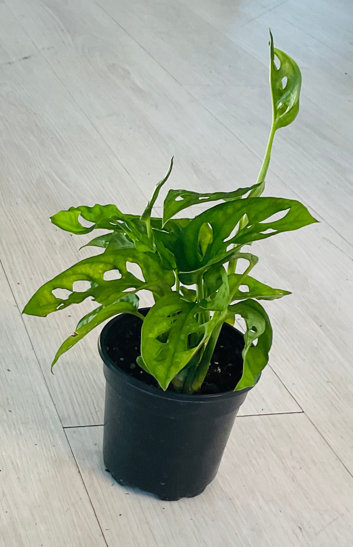 Monstera Adansonii 4"