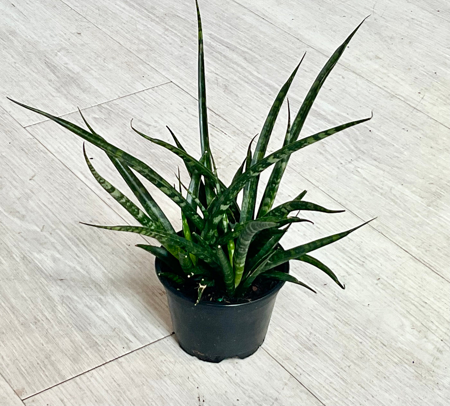 Snake Plant 4”