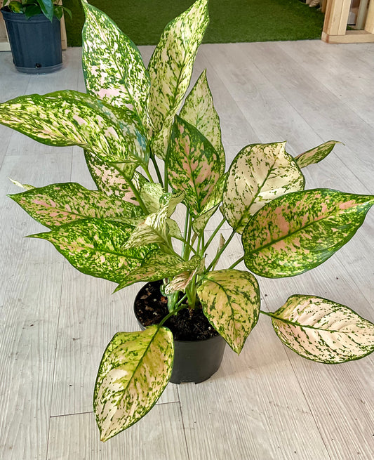 Aglaonema Etta Rose 6"