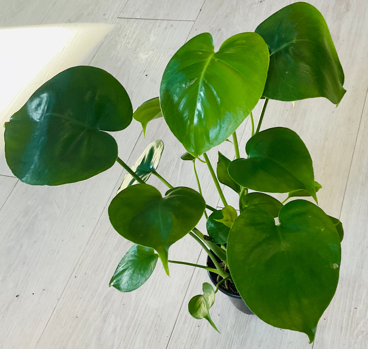 Monstera Deliciosa 4”