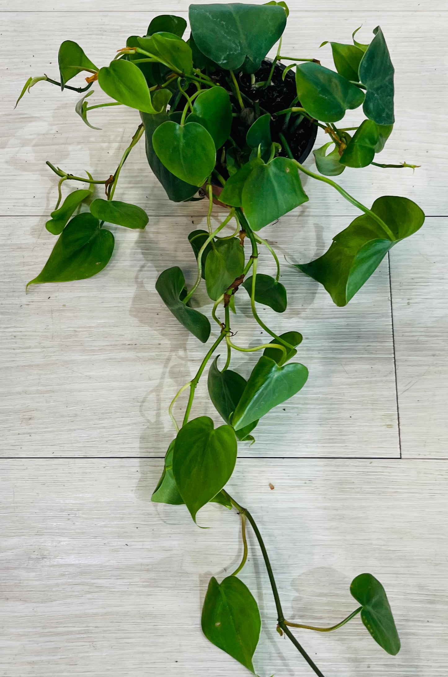 Philodendron Heartleaf  4”