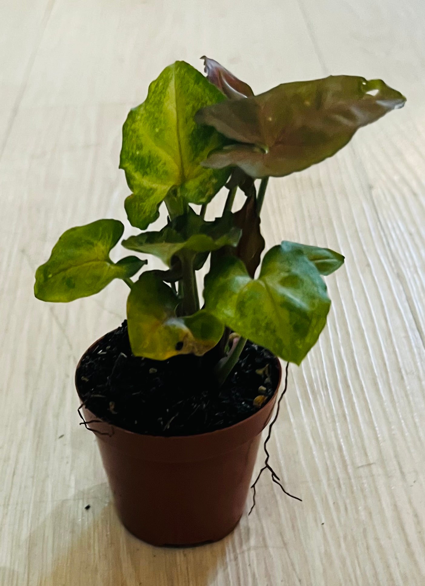 Houseplant 2"