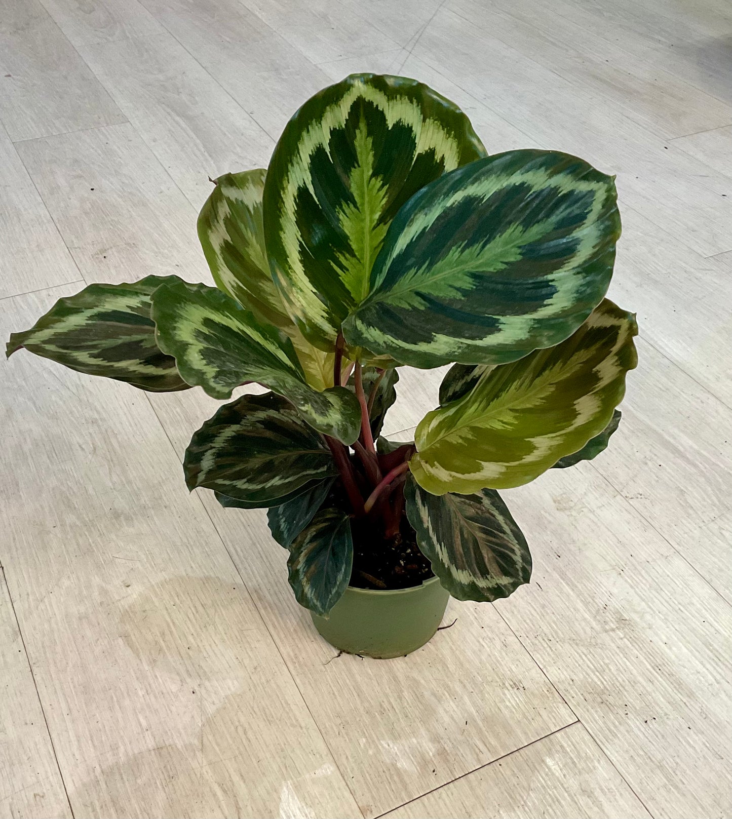 Calathea Roseopicta Dottie 6”