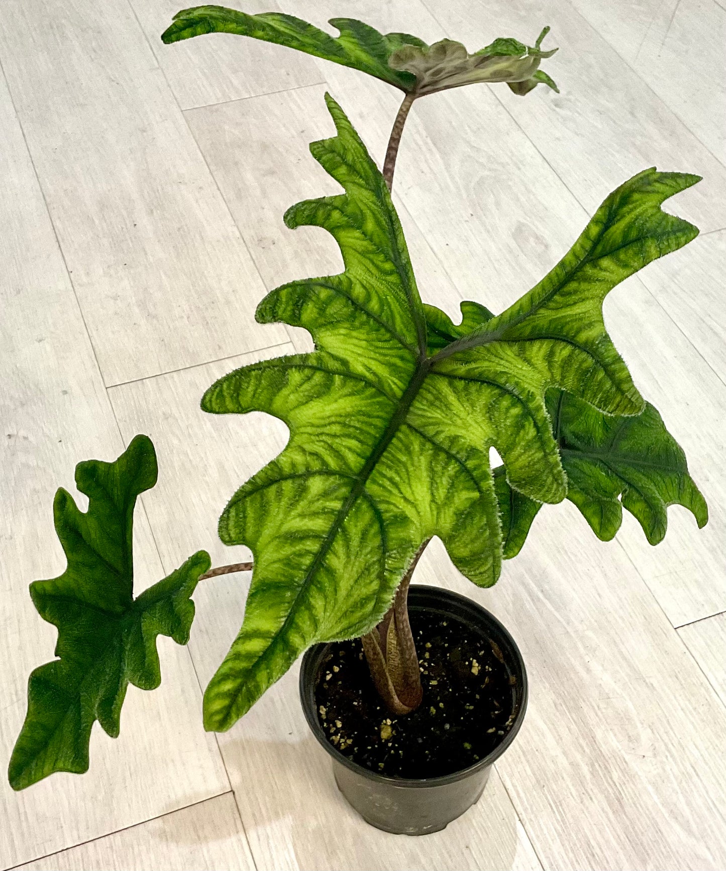 Alocasia Jacklyn 6"